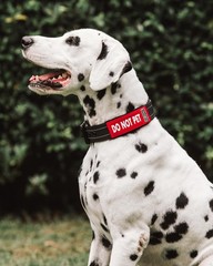 2-Pack Waterproof Collar Sleeves | Fits Any 1 Inch Wide Dog Collar | Dual Sid…