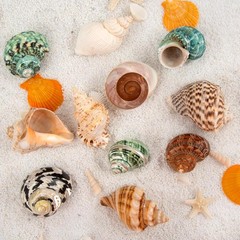 2.33.1 Inch Boutique Medium Large Natural Hermit Crab Turbo Shells Opening