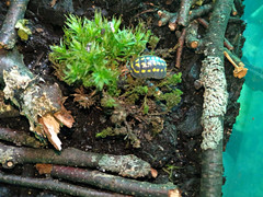 Armadillidium gestroi (Yellow Spotted Isopods), Beginner Level Live Invertebrate