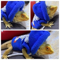 HAICHEN TEC Lizard Clothes Hoodie for Bearded Dragon Reptile Apparel Blue