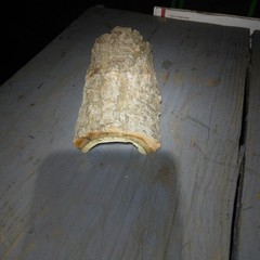 Natural Log Reptile Hide Cave House 7″-8″ Long 3″-4″ Wide 3″ Tall
