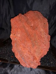Reptile snake lizard fish aquarium Rock cave