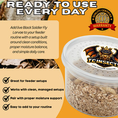 500 Black Soldier Fly Larvae Live Feeder Insects for Reptiles & Amphibian