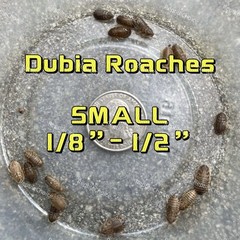 Dubia Roaches |Small (1/8 “- 1/2”) | FREE SHIPPING| 50 Counts- 5000 Counts