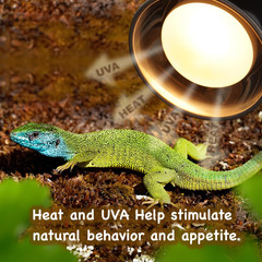 100W 2-Pack Reptile Basking Heat Bulb – UVA Daylight Heat Lamp for Bearded