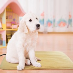GOQO TOMO Pet Heating Pad, Electric Warming Pet Waterproof PVC Material for D…