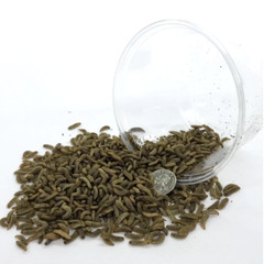 Wholesale Live BSFL