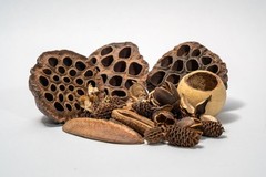39 Botanical Seed Pods for Isopods, Terrariums, Aquariums, Dart Frogs, Shrimp