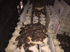 Large dubia roaches