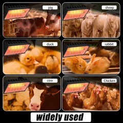 Heat Lamp Chickens 250W Chicken Heat Lamp Brooder Heater Chicks Hanging Light