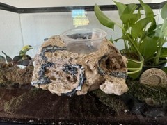 Reptile Magnetic Ledge With 5 Feeder Cups Small Desert