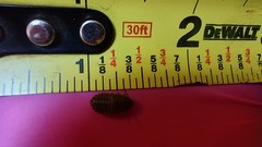 50 XS-Small Dubia Roaches | Feeder Insects | Live Arrival Guaranteed!
