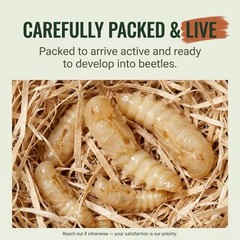 Mealworm Pupae Live Feeder Insects | FREE SHIPPING & Live Arrival