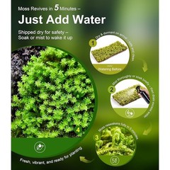 Live Moss Terrariums & Reptiles Humidity Support Natural Growth 2 Pieces New