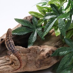 Lightweight 12-Inch Silk Terrarium Plant – Ideal for All Reptiles & Amphibians