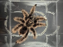 Curly Hair Tarantula (Tliltocatl albopilosus) – 3-4 in