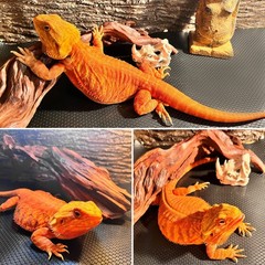 Bearded Dragon Tank Accessories, Reptile Carpet Bedding, 18×72″ Black