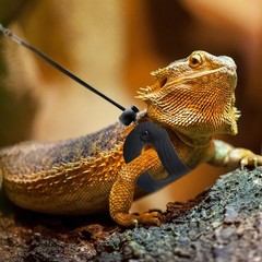 3 PK BWOGUE Bearded Dragon Harness and Leash Adjustable Leather Reptiles SML