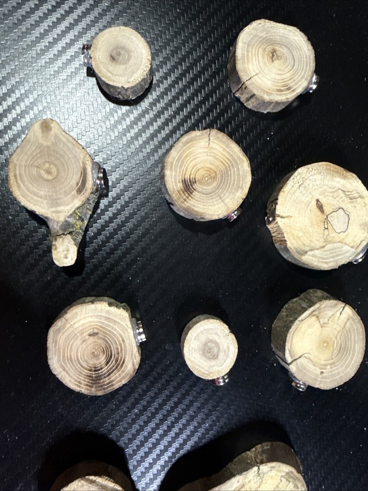 Jumping Spider Accessories Wood & Shell Platform. Two For A $1.00.