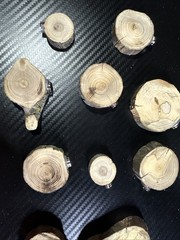 Jumping Spider Accessories Wood & Shell Platform. Two For A $1.00.