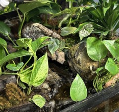 Terrarium Start Up kit-Med 10-20 gallon