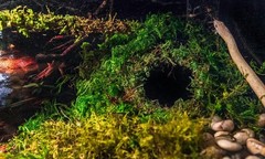 Galápagos 05348 Mossy Cave Hide 6″ Green Sphagnum
