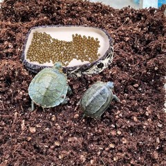 Tfwadmx Reptile Water Bowl, Reptile Feeding Dish, Bearded Dragon Water Dish, …