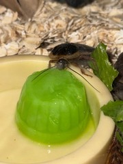 50 XS-Small Dubia Roaches | Feeder Insects | Live Arrival Guaranteed!