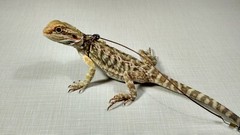 Adjustable Reptile Lizard Harness and Leash-Small