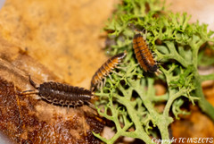 10ct Philoscia sp. “Thai” Isopods | Bioactive Free Shipping Nationwide
