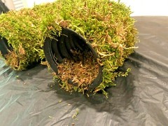 Corrugated Reptile hides For Arboreal Terrestrial Underground and Quarantining