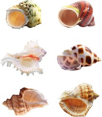 6 PCS Large Hermit Crab Shells Growth Turbo Seashells 12 Inch Opening