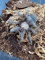 Mexican Golden Red Rump Tarantula (Brachypelma albiceps) – 2 in
