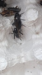 50 Live Black Crickets Feeders Gryllus Bimaculatus