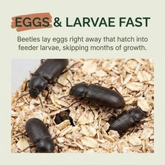 TC INSECTS Mealworm Adult Darkling Beetles Live Feeders for Reptiles Birds & Am