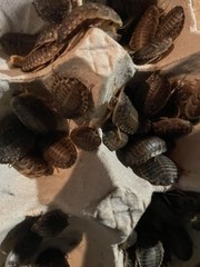 50 Large Dubia Roaches