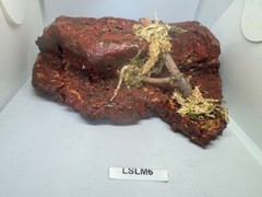 Magnetic Rock Ledges For Terrariums And Cages (Limited Edition) Medium LAVA