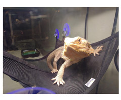 2 Breathable Mesh Reptile Hammock Suction Cup Bearded Dragons Chameleon Gecko US