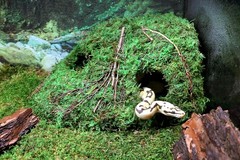 Galápagos 05370 Mossy Sapa Corner Hide The Perfect Reptile Hide Security