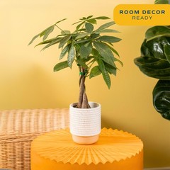 Costa Farms Money Tree (Pachira Aquatica) Live Indoor Bonsai-Style Plant, 12-…