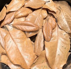 50 Gallons Organic Magnolia Leaves Heat Treated Pet Reptile Frog Terrarium Pods