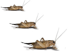 Live Crickets 50 – 1000 Counts Pet Reptile & Dragon Food – Small, Medium, Large