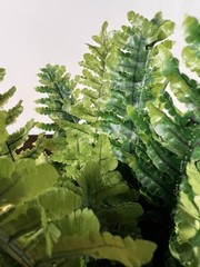 Exo Terra Boston Fern Artificial Plant for Terrariums Multi Color Medium Size