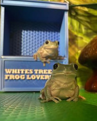Personalized Gecko, frog, and small reptile magnetic feeder- Good Soup- Green