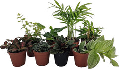 Terrarium & Fairy Garden Plants – 8 Plants in 2″ Pots