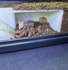 Hermit Crab Decor Underground Bunker Cave Hermit Crab Hide Hideout Decoration