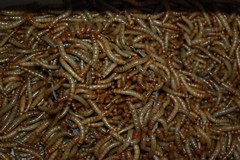 100 medium meal worms.