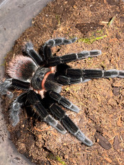 Mexican Red Rump Tarantula (Tliltocatl vagans) – 4 in