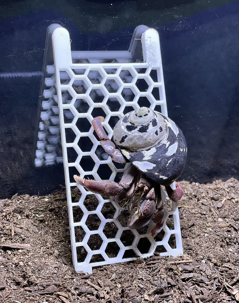 Hermit Crab Climbing Ladder Decoration Ornament Toy Hermit Crab Tank Accessories