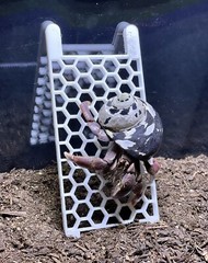 Hermit Crab Climbing Ladder Decoration Ornament Toy Hermit Crab Tank Accessories